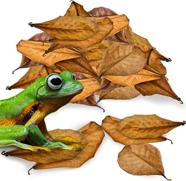 JOR 120 Pack Dwarf Frog Leaf Litter - Mini Indian Almond Leaves for Microfauna Habitat