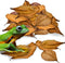 JOR 120 Pack Dwarf Frog Leaf Litter - Mini Indian Almond Leaves for Microfauna Habitat