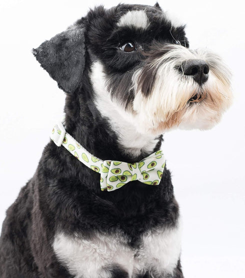 Dog Collar with Bow Tie, Quick Release Buckle, Cute Pattern, Small Medium Large, Green Avocado