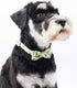 Dog Collar with Bow Tie, Quick Release Buckle, Cute Pattern, Small Medium Large, Green Avocado