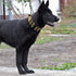 Tactical Dog Collar 2 inch with Handle for Medium and Large Dogs, Quick-Release Metal Buckle, Neoprene Padded (Coyote