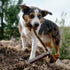 Carhartt Durable Dog Training Tool for Tug and Fetch - Bumper Compressed Flet in Carhartt Brown