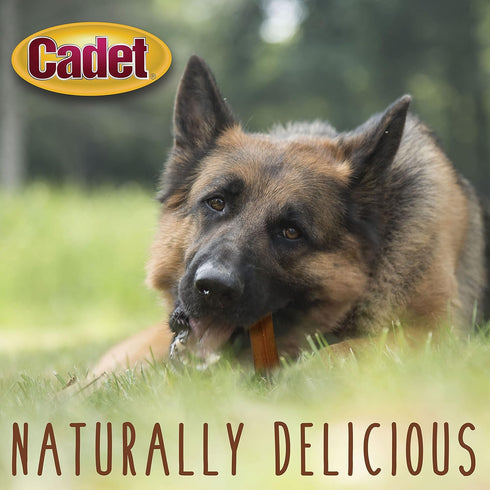 Cadet Bully Sticks for Small, Medium and Large Dogs, All-Natural Beef Pizzle, 2 Count, Extra-Thick