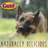Cadet Bully Sticks for Small, Medium and Large Dogs, All-Natural Beef Pizzle, 2 Count, Extra-Thick