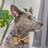 Huxley & Kent Bow Tie for Pets, Turkey Dinner (Large), Fall Velcro Bow Tie Collar Attachment, Fun Bow Ties for Dogs &