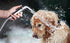 Dog Shower Attachment Metal, YDmeet Pet Shower Attachment for Fast Pet Bathing, Adjustable Sprayer, 8 ft Hose, Chrome