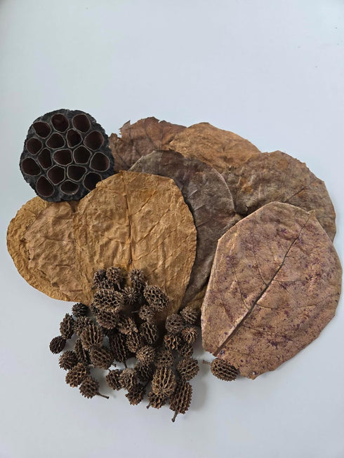 Natural Dried Catappa Leaves Aquarium Botanical, Tannin, Lotus Pods, Casuarina Cones, Indian Almond Leaves, Aquarium