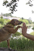 Dingo Do Not Pet Dog Collar for Puppies, Training, Working, Service, Emotional Support, Yellow, M, 15360