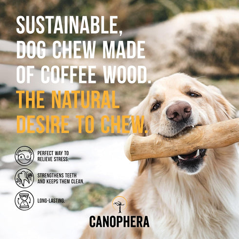 Large Dog Chew Sticks - 2-Pack Natural Coffee Tree Wood Dental Chews for Dog Breeds