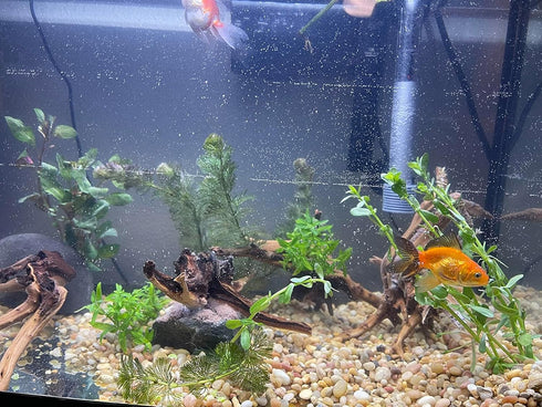 10pcs Natural Small Spiderwood Driftwood for Aquarium Decor, Freshwater Reptile Driftwood, 5-6inch