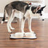 Bone Dry Ceramic Food & Water Bowls for Pets, Non-Slip for Less Messy Feeding, Microwave & Dishwasher Safe