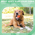 12 Pieces Colorful Rubber Dog Balls Tennis Balls for Fetch Training, 2.4 Inch Interactive Bounce and Floatable