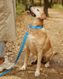 TagME Adjustable Reflective Nylon Dog Collars, Classic Dog Collar with Quick Release Buckle for Large Dogs, Sky Blue,