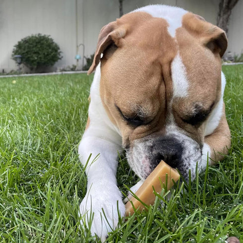 Pupford Yak Cheese Himalayan Dog Chews | Durable & Long-Lasting Chews for Aggressive Chewers