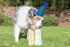 Chuckit! Birthday Fetch Ball, Pack of 1, Medium (2.5 Inch Diameter), for Dogs 20-60 lbs