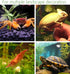 Safe Non-Toxic Ceramic Aquarium Hideaway Rock Cave for Aquatic Pets to Breed, Play, and Rest, Betta Fish Tank Decor