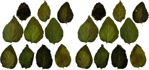 Awesome Aquatic Mulberry Shrimp Leaves - 20 pk Natural Botanical Leaf Food for Healthy Aquarium Habitat