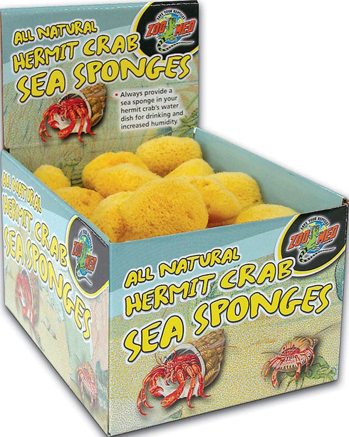 Hermit Crab Sponge