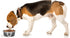PetRageous Fiji Stainless Steel Non-Slip Dog Bowl 3.75-Cup Capacity, Light Grey and Black