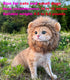 Lion Mane Wig for Cat Costume, Adjustable Washable Fancy Hair Dress for Halloween, Christmas, Easter (Brown)