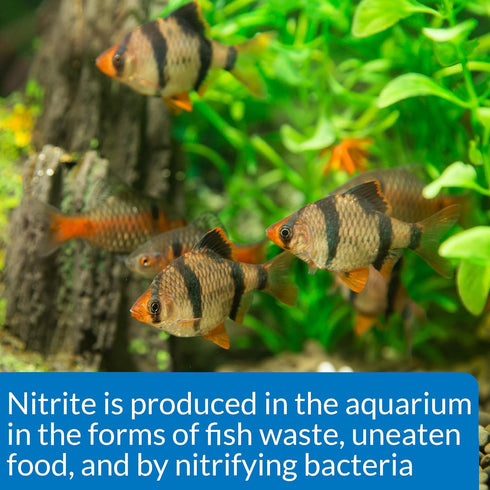 API NITRITE TEST KIT for Freshwater and Saltwater Aquariums, 180-Test
