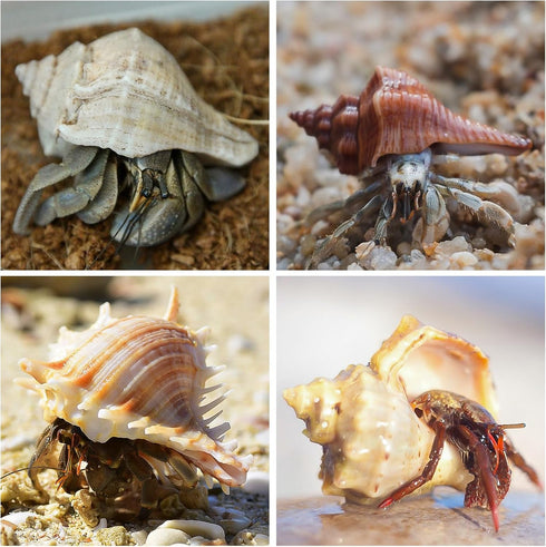 16PCS Medium Small Hermit Crab Shells, Sea Conch Size 1.1" - 2.4" for Natural Hermit Crab Supplies