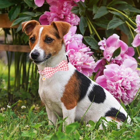 ADOGGYGO Pink Floral Dog Collar with Bow, Adjustable Pink Plaid Collars for Small Medium Large Girls Dogs (Medium, Pink)