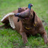 Browning Pheasant Chew Toy, Brown (P000015690199)