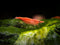 Aquatic Arts 1 Live Freshwater Sakura Red Cherry Shrimp (Neocaridina davidi) -