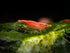 Aquatic Arts 1 Live Freshwater Sakura Red Cherry Shrimp (Neocaridina davidi) -