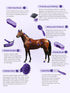 7 Set Harrison Howard Horse Grooming Kit, Piece Horse Brush with Curry Comb, Hoof Pick, Sweat Scraper & Bag Purple