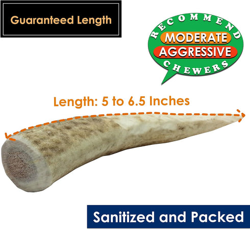 Elk Antler Chews for Dogs | Naturally Shed USA Collected Premium A-Grade Elk Antlers | 5-Pack Small Whole