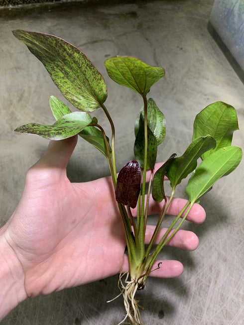 2 1 Marcus Fish Tanks Echinodorus Red Flame Sword Live Aquarium Plants Buy Get