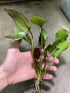 2 1 Marcus Fish Tanks Echinodorus Red Flame Sword Live Aquarium Plants Buy Get