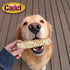 2 Pack Cadet Chewalicious Layered 'N Dipped with Oats, Rawhide-Free Dog Chews, Limited-Ingredient & Long-Lasting Chew