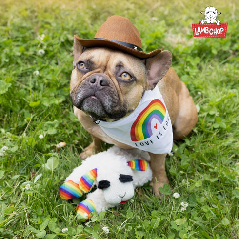 (10.5", 5 Multipet Lamb Chop Dog Plush Toy w/Birthday Hat - Squeaky Toy for All Dogs - Extra Soft Plush - Stuffed