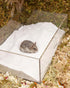 Chinchillas 6LB/96oz) Niteangel Hamster Desert Bath Sand | No-Dust Bath or Potty Litter for Hamster Gerbil Mice Degu