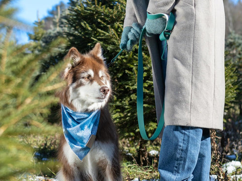 Designer Waterproof Dog Leash, Unique Colors with Locking Carabiner Clip & 2 Handles, 6FT Long, Dirt-Resistant