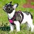 Eagloo Small Dog Harness, No Pull Service Vest with Reflective Strips and Control Handle, Adjustable and Comfortable,