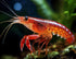 White River Bee Supply (2 oz) Shrimp Snowflakes