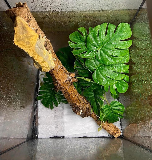 2Pack Woyrise Reptile Plants for Terrarium, Artificial Hanging Plants with Suction Cups, Amphibian Tank Habitat Decor