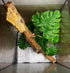 2Pack Woyrise Reptile Plants for Terrarium, Artificial Hanging Plants with Suction Cups, Amphibian Tank Habitat Decor
