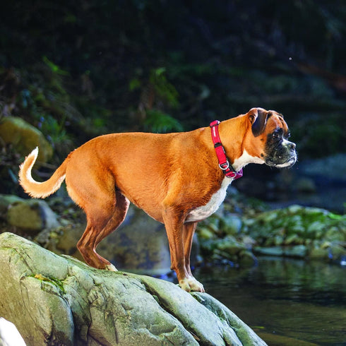 EzyDog Double Up Dog Collar, Large, Green Camo, Nylon with Reflective Trim and ID Attachment