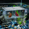 Pawfly Aquarium Fish Breeding Box, Acrylic Hatching Box with 6 Suction Cups for Baby Fish