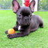 Midlee Mini Dog Tennis Balls with Squeaker, Set of 12 Solid Colors, 1.5"