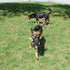 Jalousie 5 Pack Dog Squeaky Toys, Three No Stuffing and Two Plush with Stuffing for Dogs