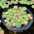 Generic 35+ Red Root Floater Leaves Live Aquarium Plants