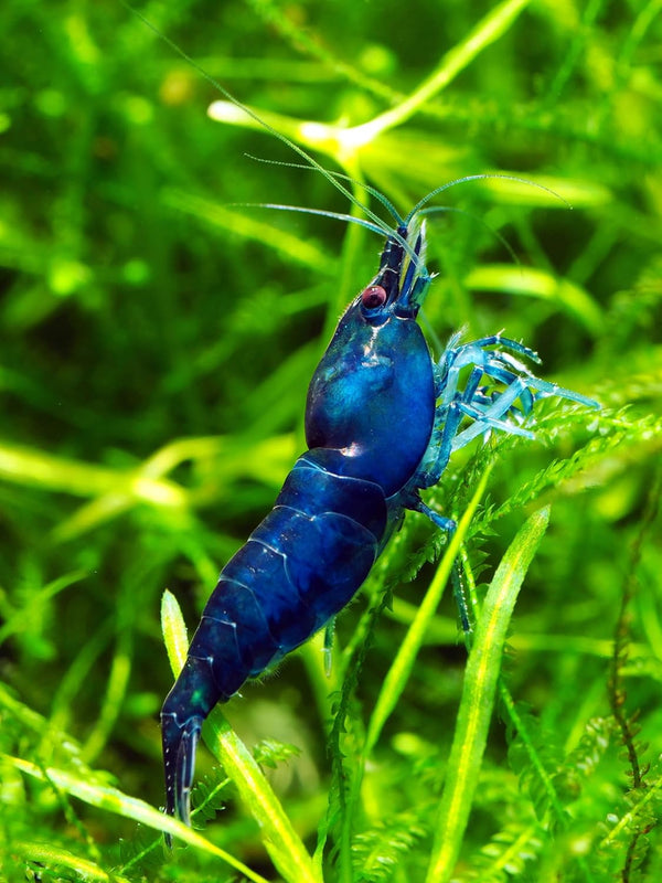 Swimming Creatures 10 Premium High-Grade Blue Diamond (Blue Dream) Neocaridina Shrimp Live
