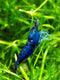 Swimming Creatures 10 Premium High-Grade Blue Diamond (Blue Dream) Neocaridina Shrimp Live