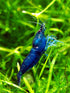 Swimming Creatures 10 Premium High-Grade Blue Diamond (Blue Dream) Neocaridina Shrimp Live